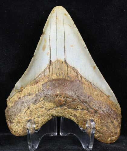 Megalodon Tooth - North Carolina #59071